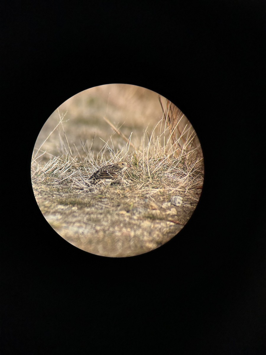 Буулгат хөмрөг - ML646010635