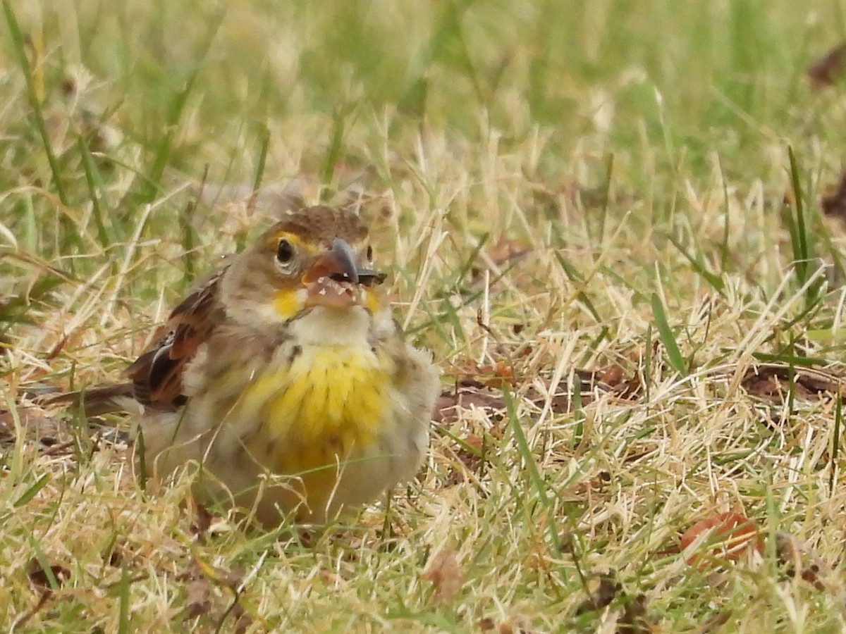 Dickcissel - ML646010638