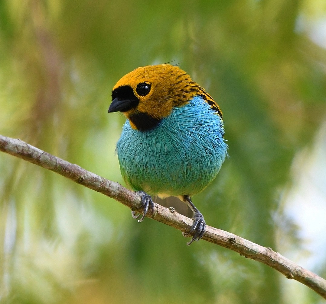 Gilt-edged Tanager - ML646010639