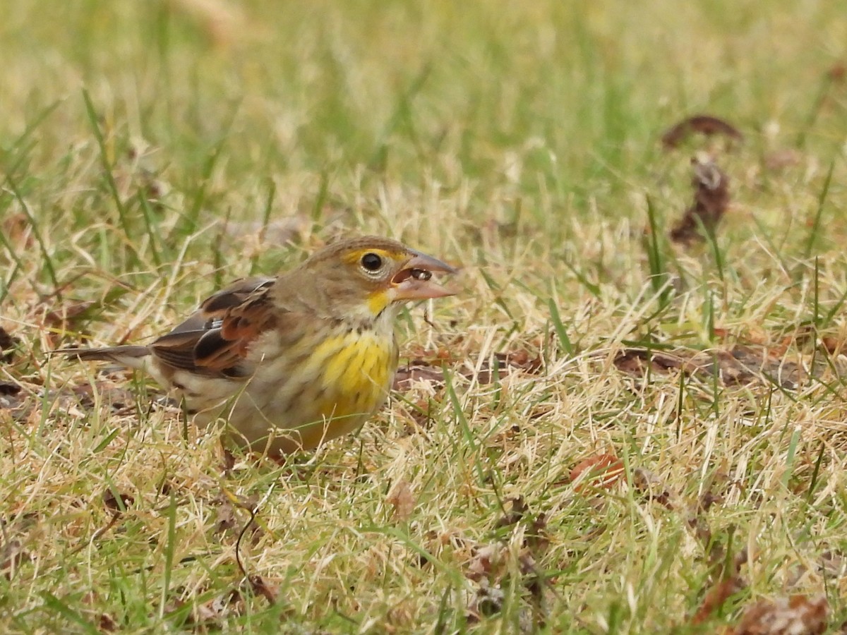 Dickcissel - ML646010640