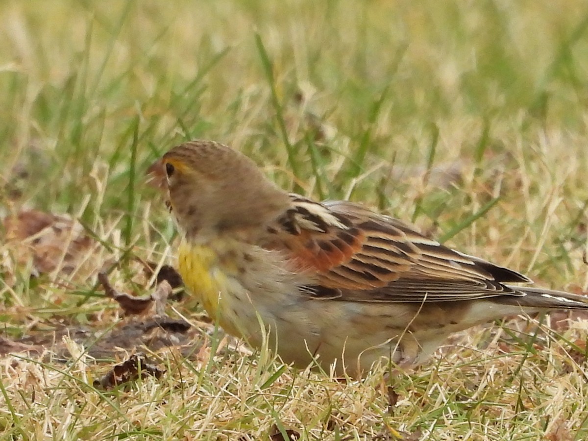 Dickcissel - ML646010641
