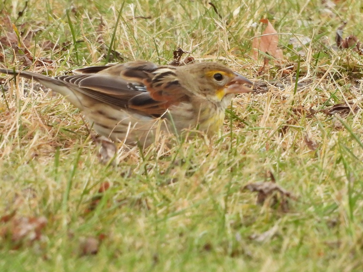 Dickcissel - ML646010642