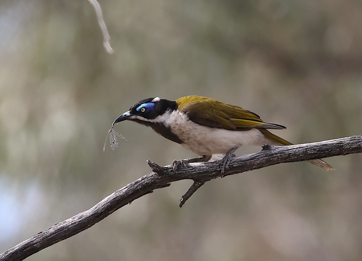 Blue-faced Honeyeater - ML646010651