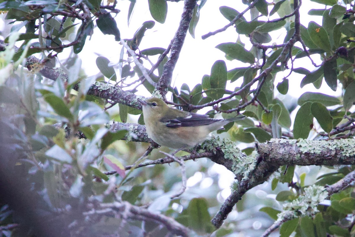 Bay-breasted Warbler - ML646010654