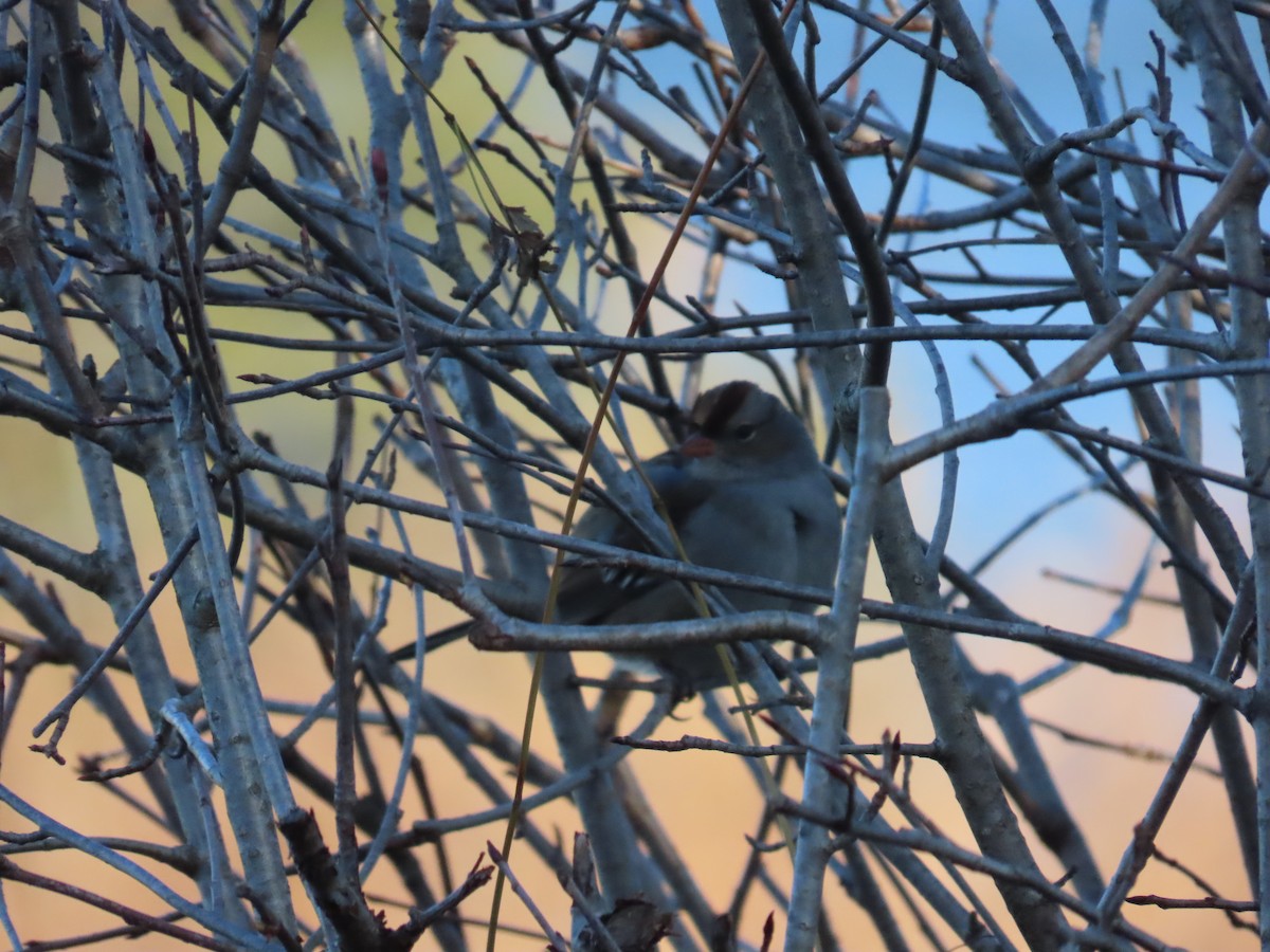strnadec bělopásý - ML646010655