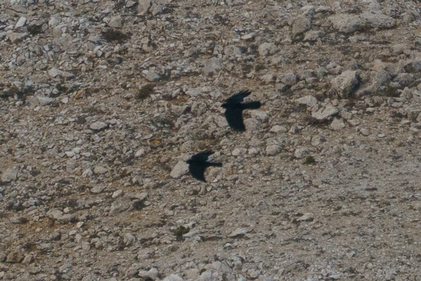 Red-billed Chough - ML646010657