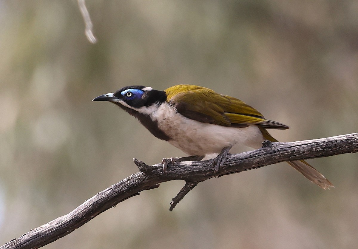 Blue-faced Honeyeater - ML646010658