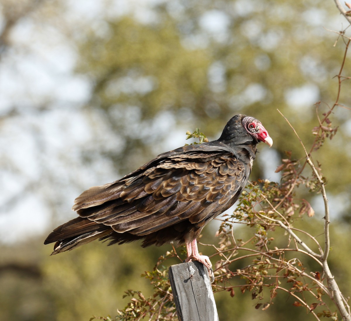 Turkey Vulture - ML646010659