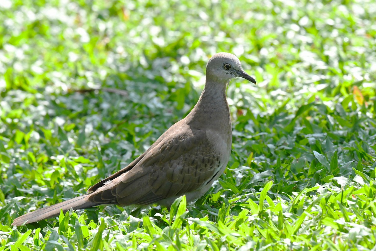 Spotted Dove - ML646010660