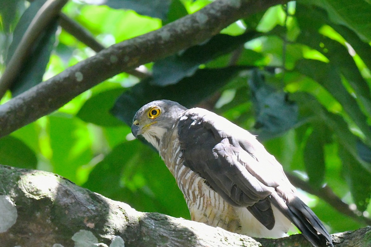Crested Goshawk - ML646010667