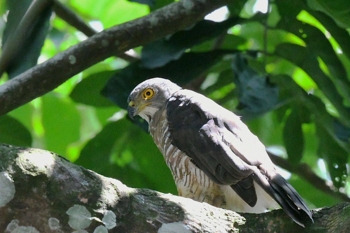 Crested Goshawk - ML646010668