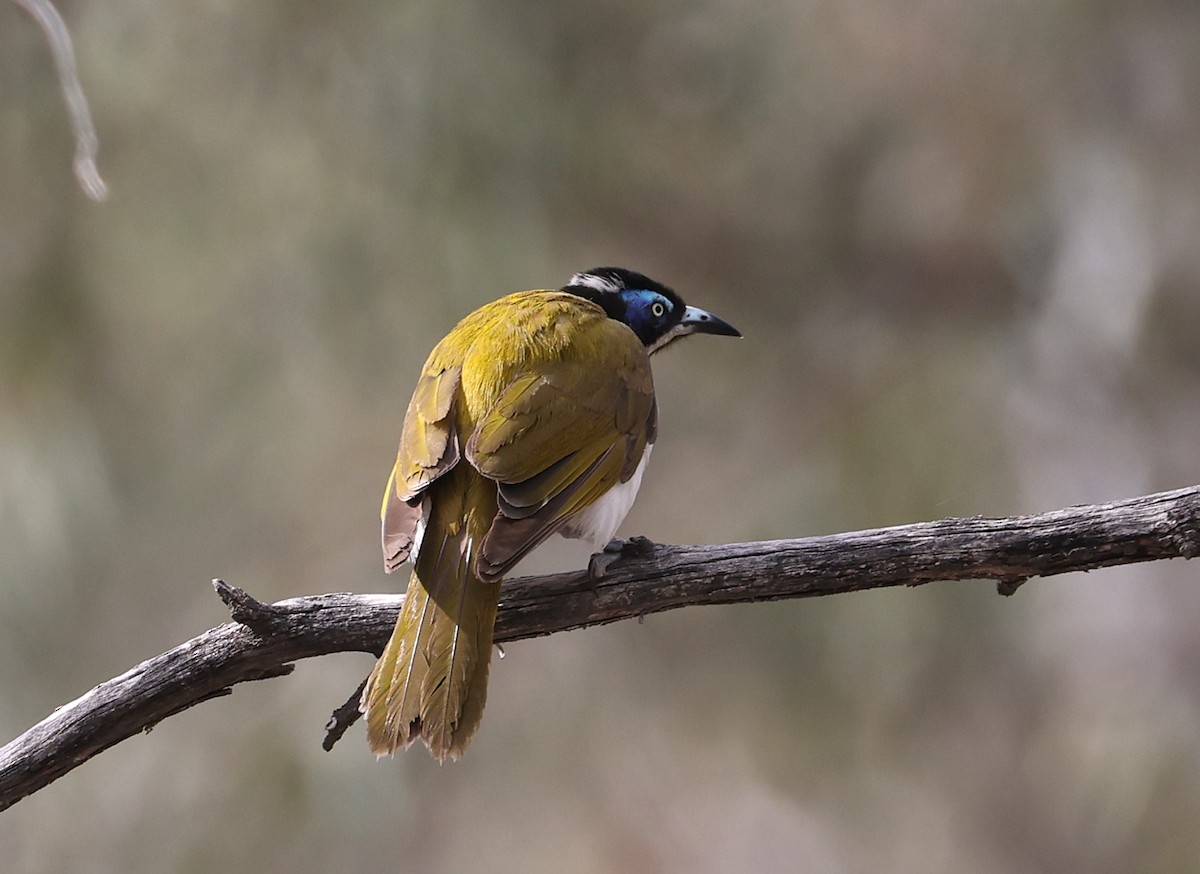 Blue-faced Honeyeater - ML646010672