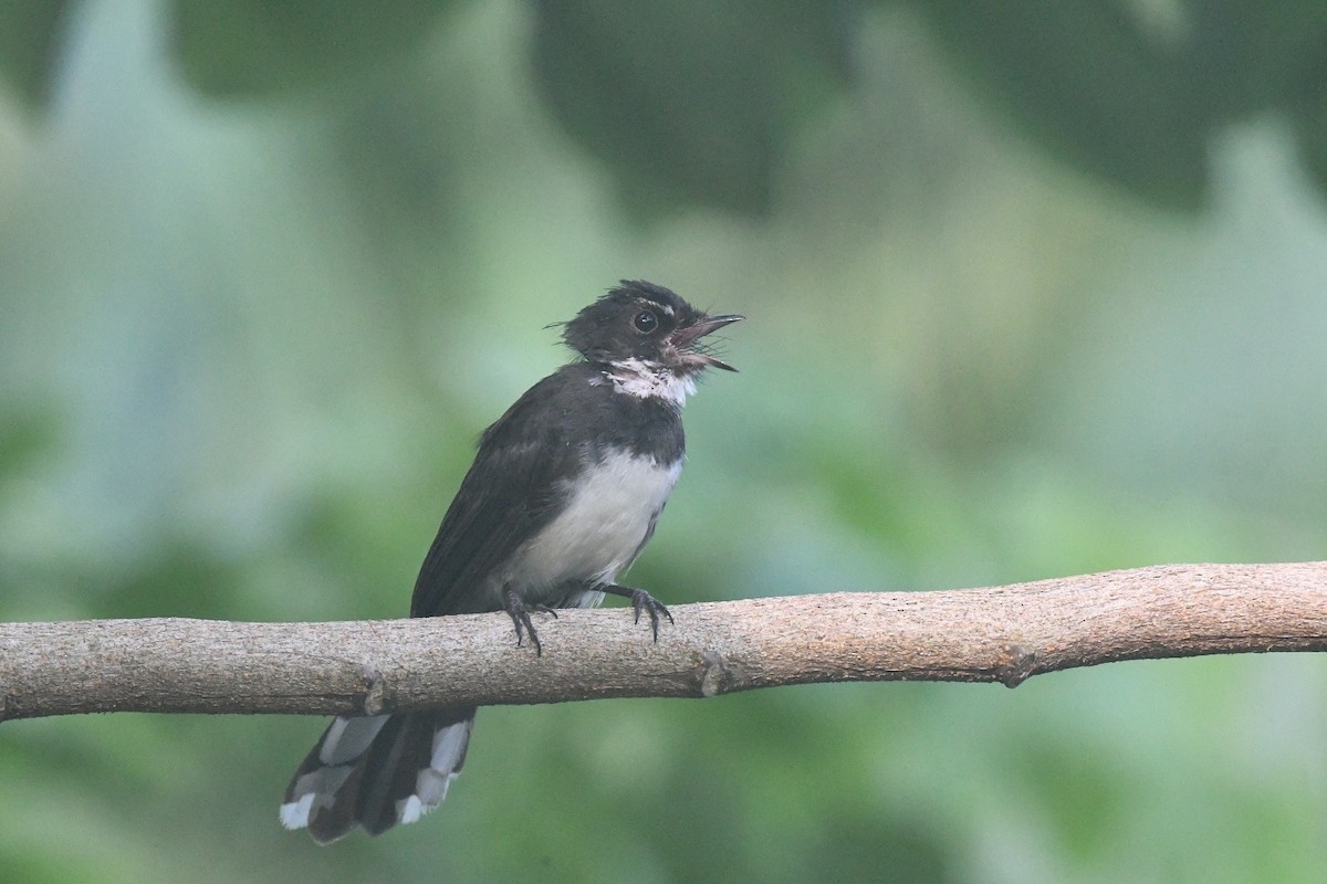 Malaysian Pied-Fantail - ML646010674