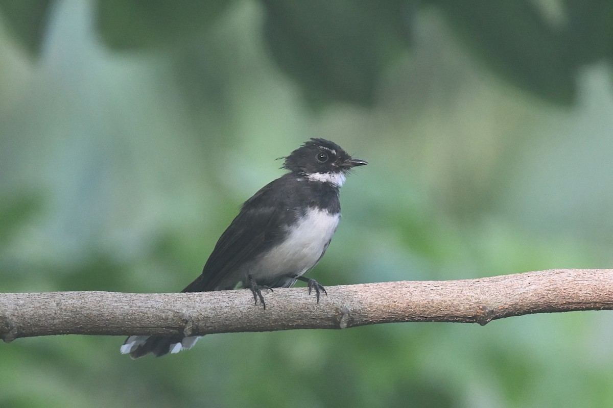 Malaysian Pied-Fantail - ML646010675