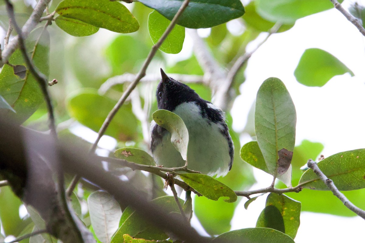 Black-throated Blue Warbler - ML646010681