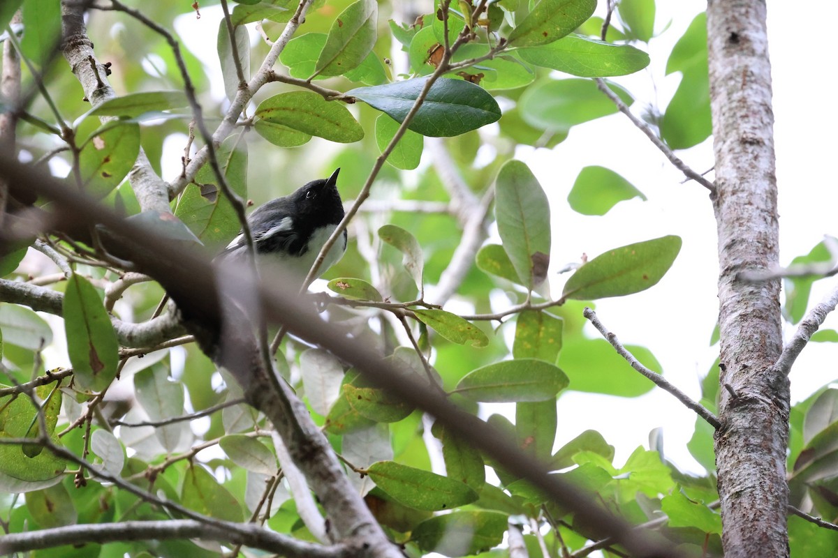 Black-throated Blue Warbler - ML646010682