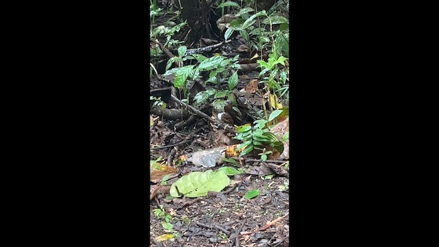 İki Renkli Karıncakuşu - ML646010683