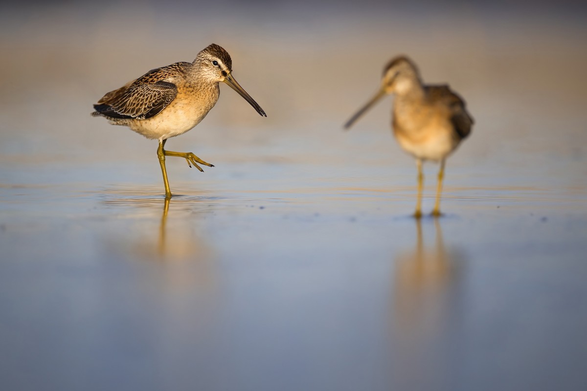 Short-billed Dowitcher - ML646010684