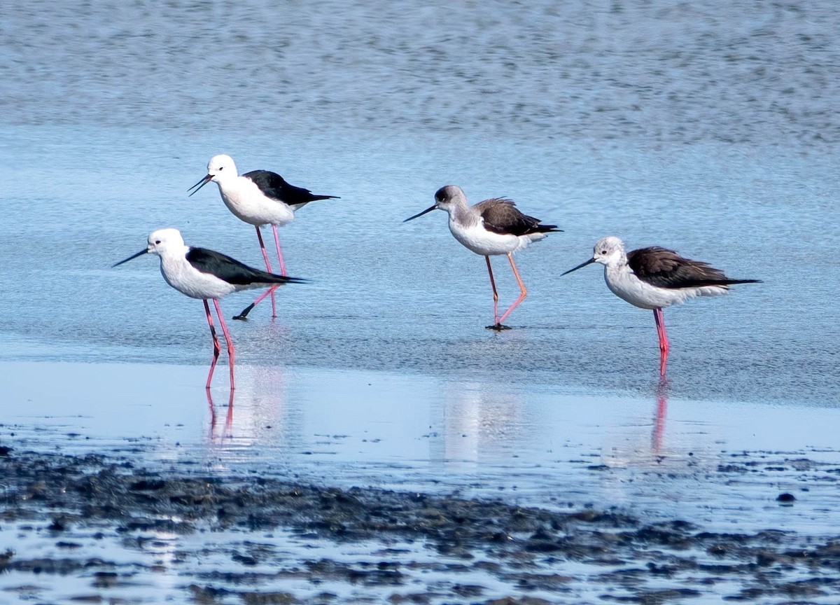 Black-winged Stilt - ML646010686