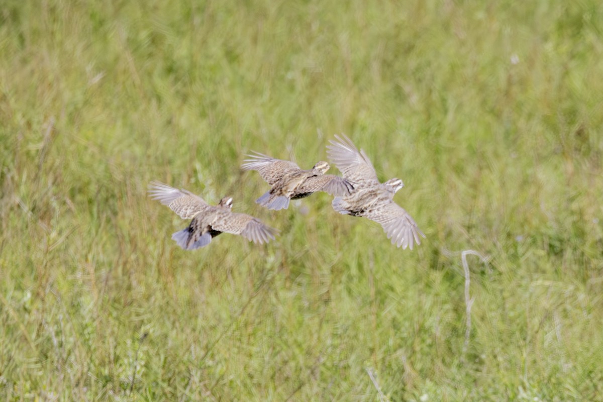 Northern Bobwhite - ML646010690