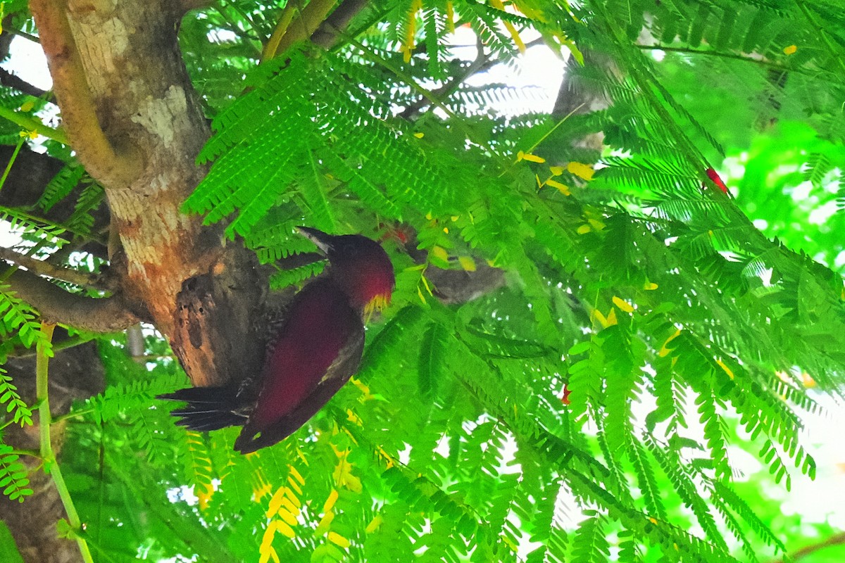 Banded Woodpecker - ML646010691