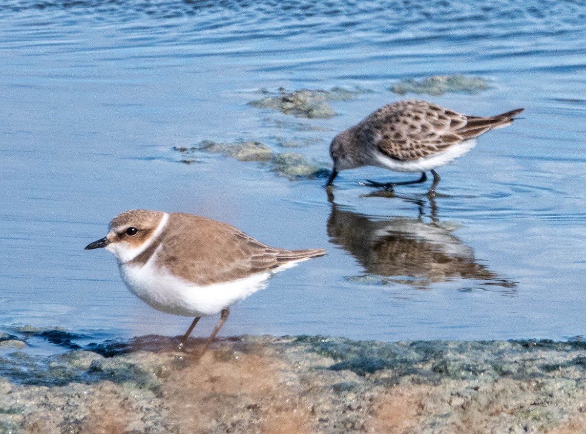 Kentish Plover - ML646010696