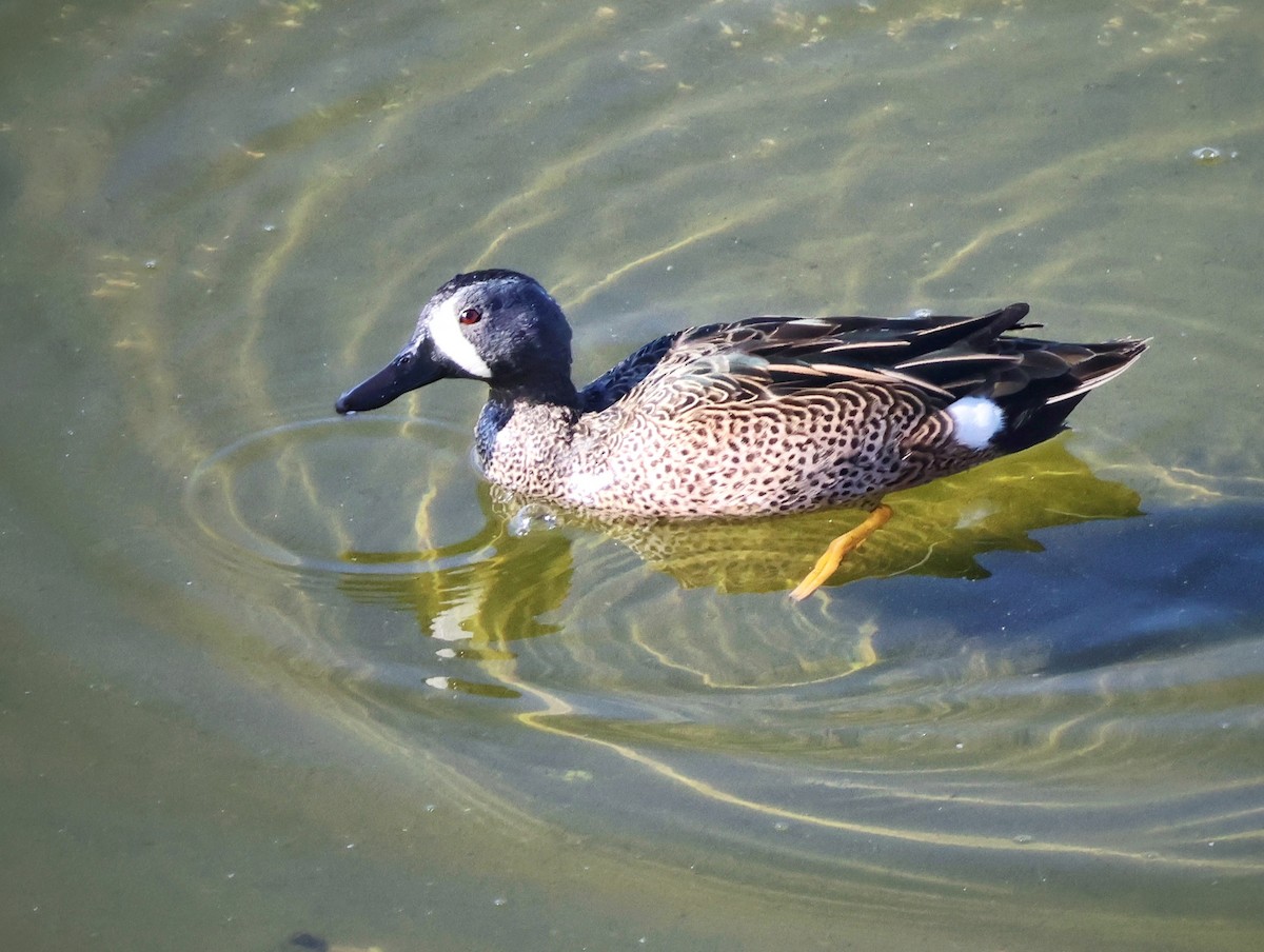 čírka modrokřídlá - ML646010704