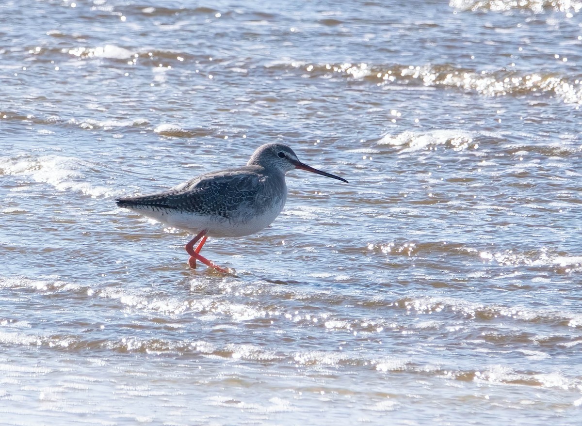 Spotted Redshank - ML646010707