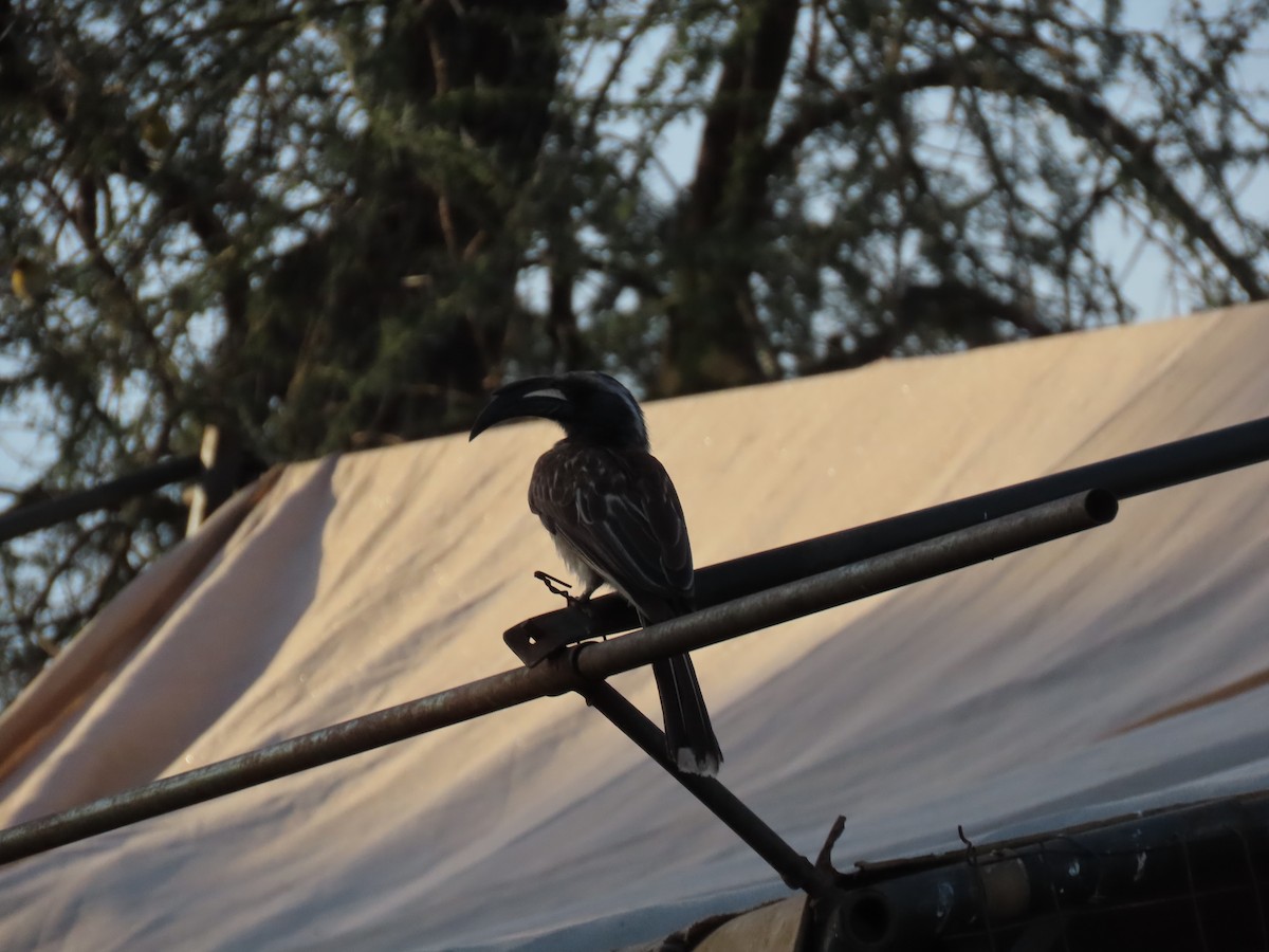 African Gray Hornbill - ML646010708