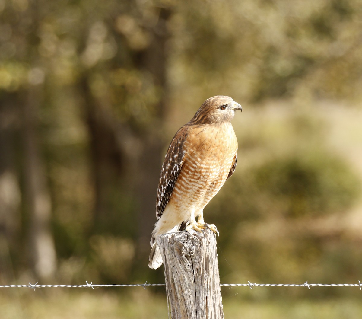 Red-shouldered Hawk - ML646010714