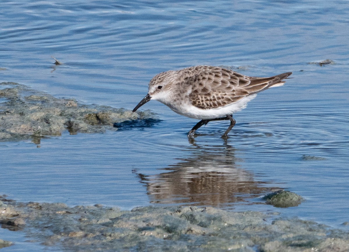 Dunlin - ML646010716