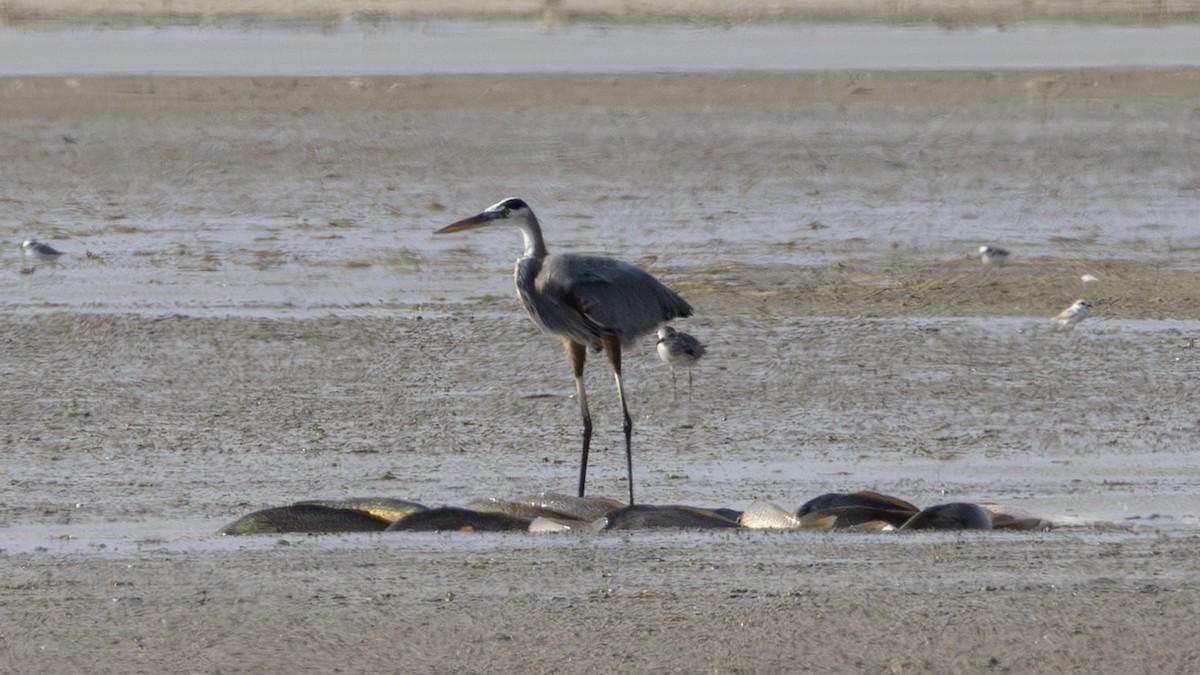 Great Blue Heron - ML646010720