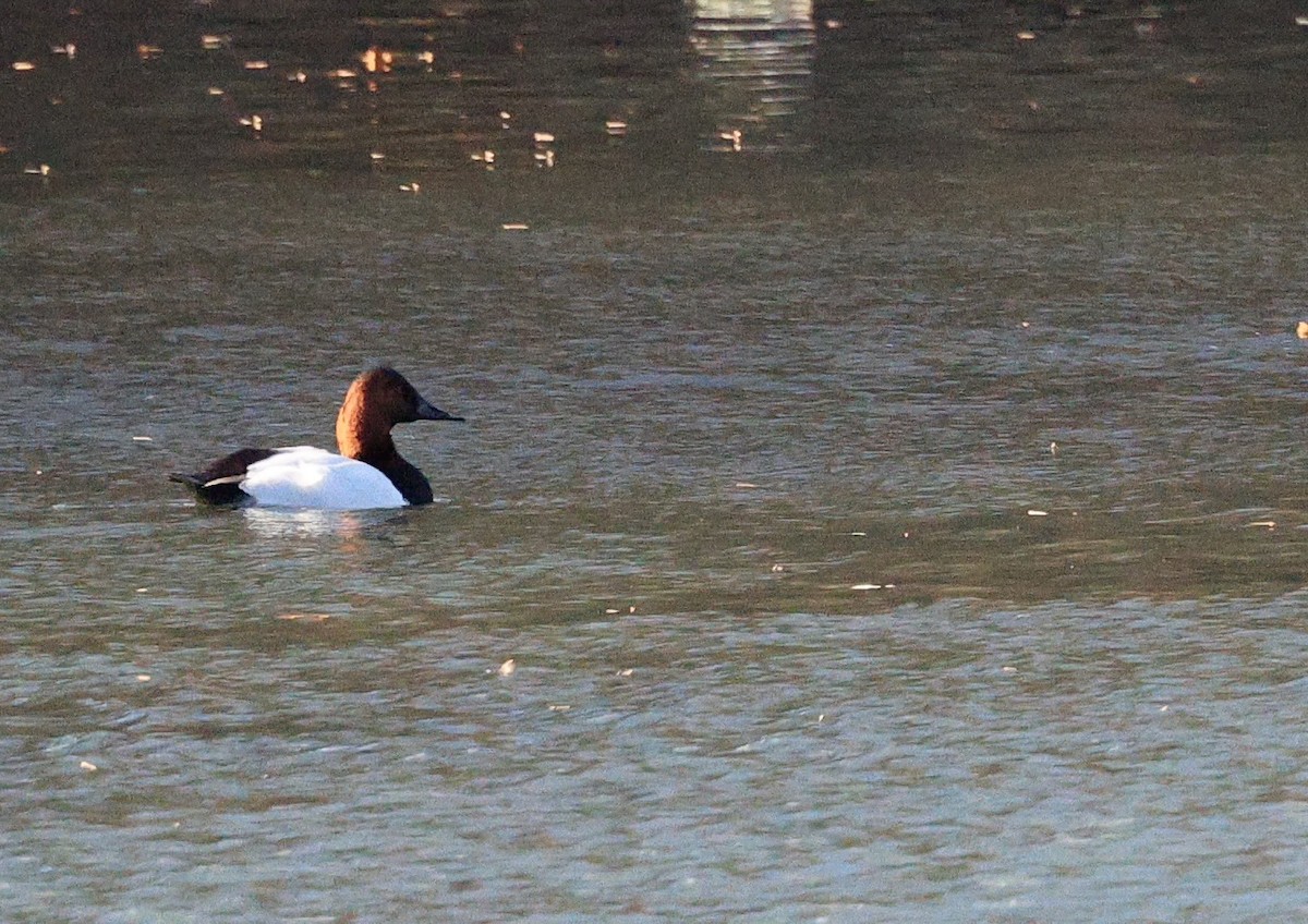 Murgilari bizkarzuria - ML646010722