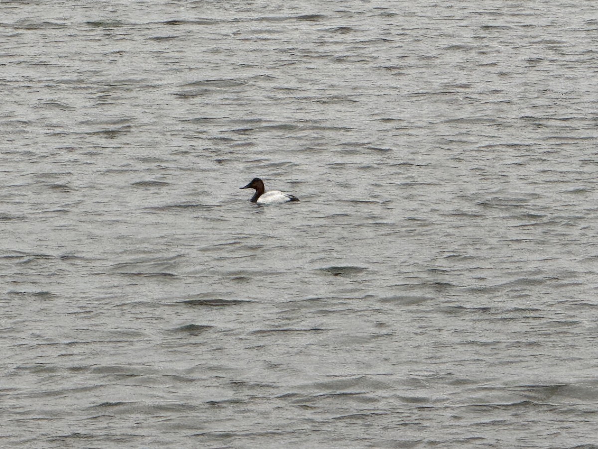 Murgilari bizkarzuria - ML646010726