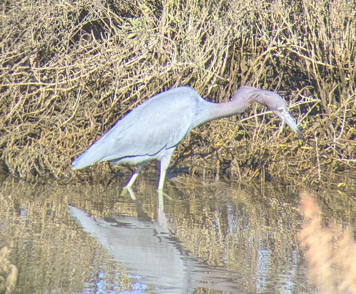 Little Blue Heron - ML646010742