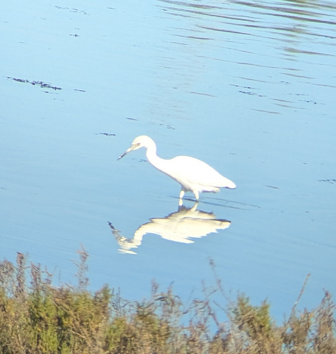 Little Blue Heron - ML646010743
