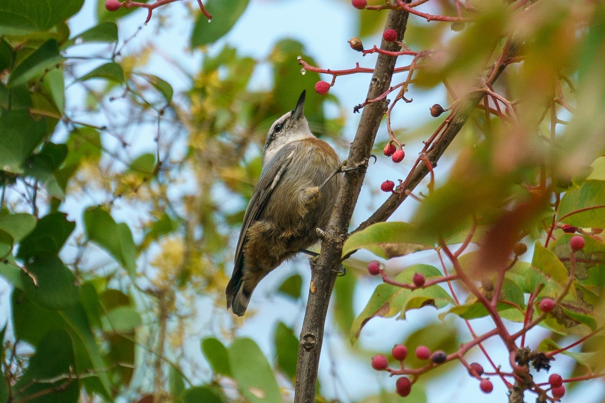 Krüper's Nuthatch - ML646010744