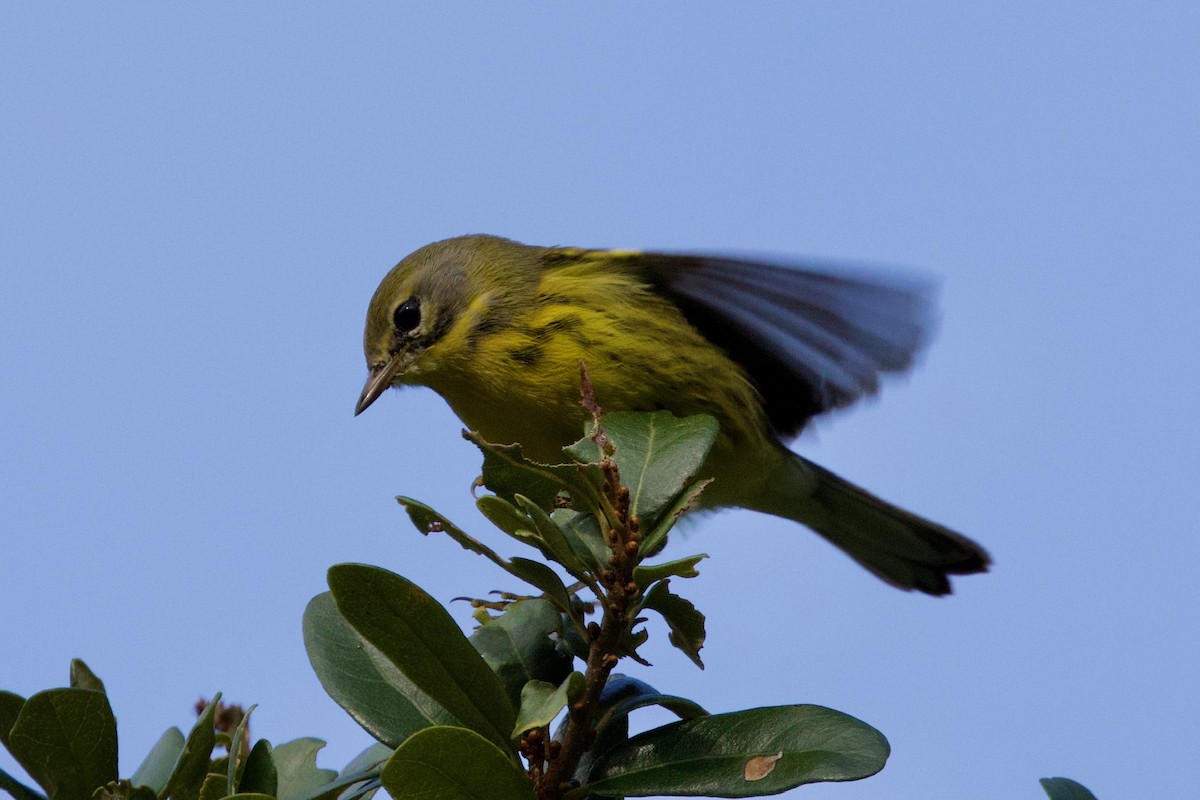 Prairie Warbler - ML646010749