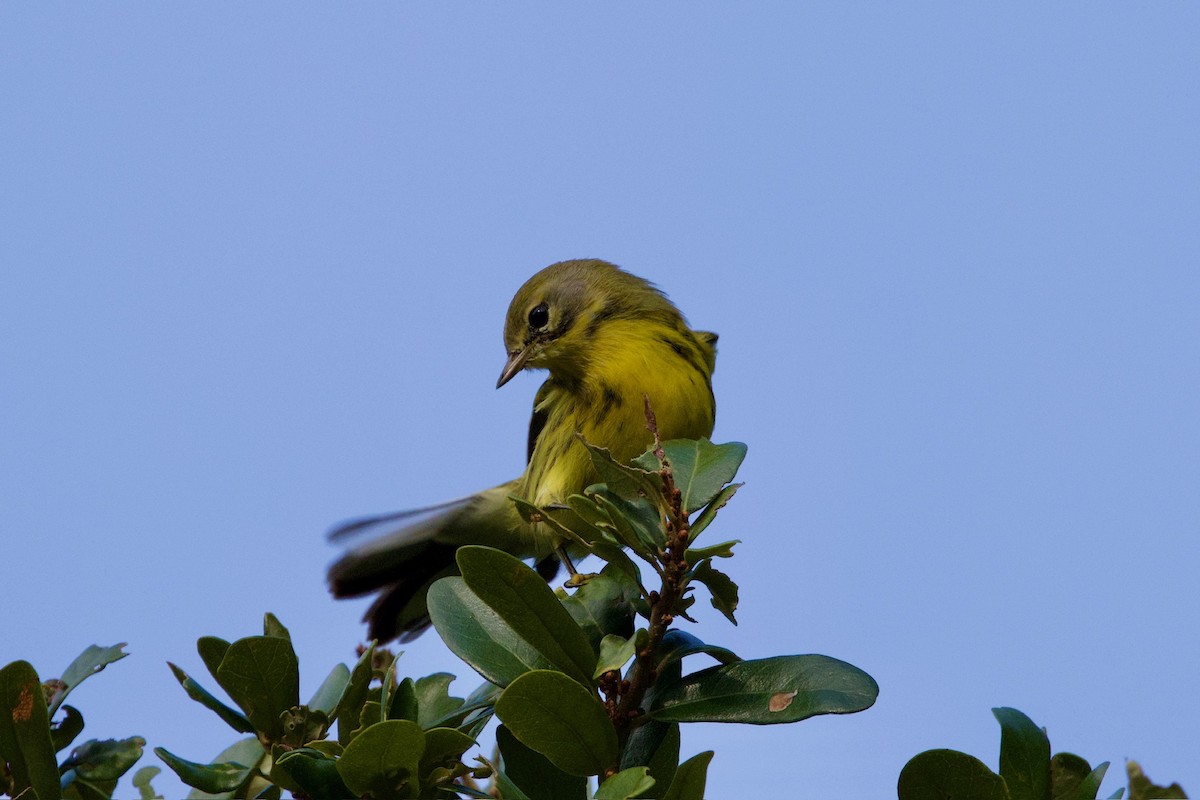 Prairie Warbler - ML646010750