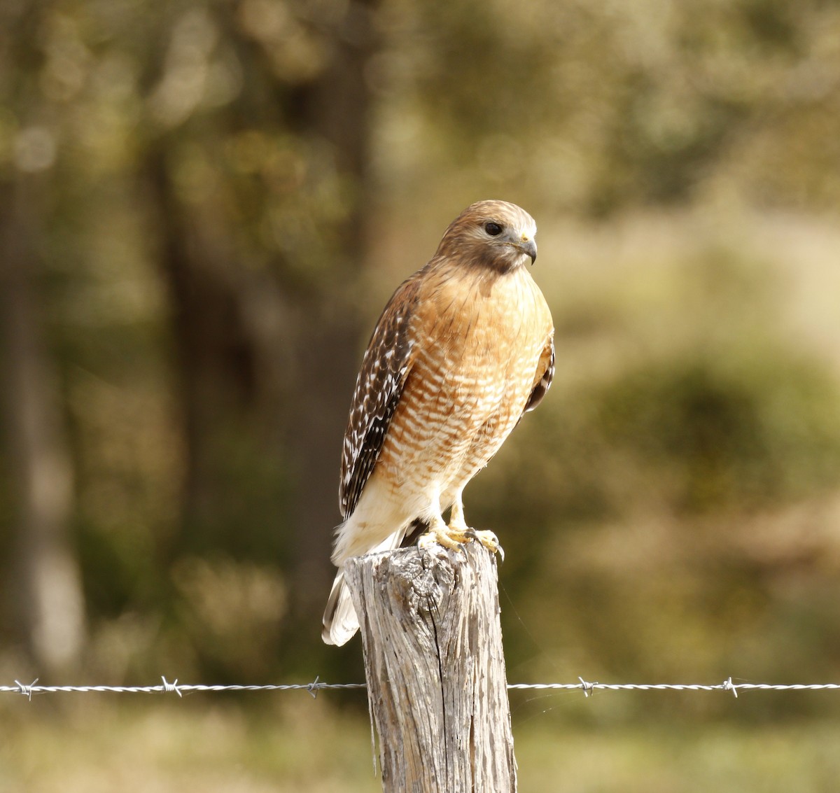 Red-shouldered Hawk - ML646010752