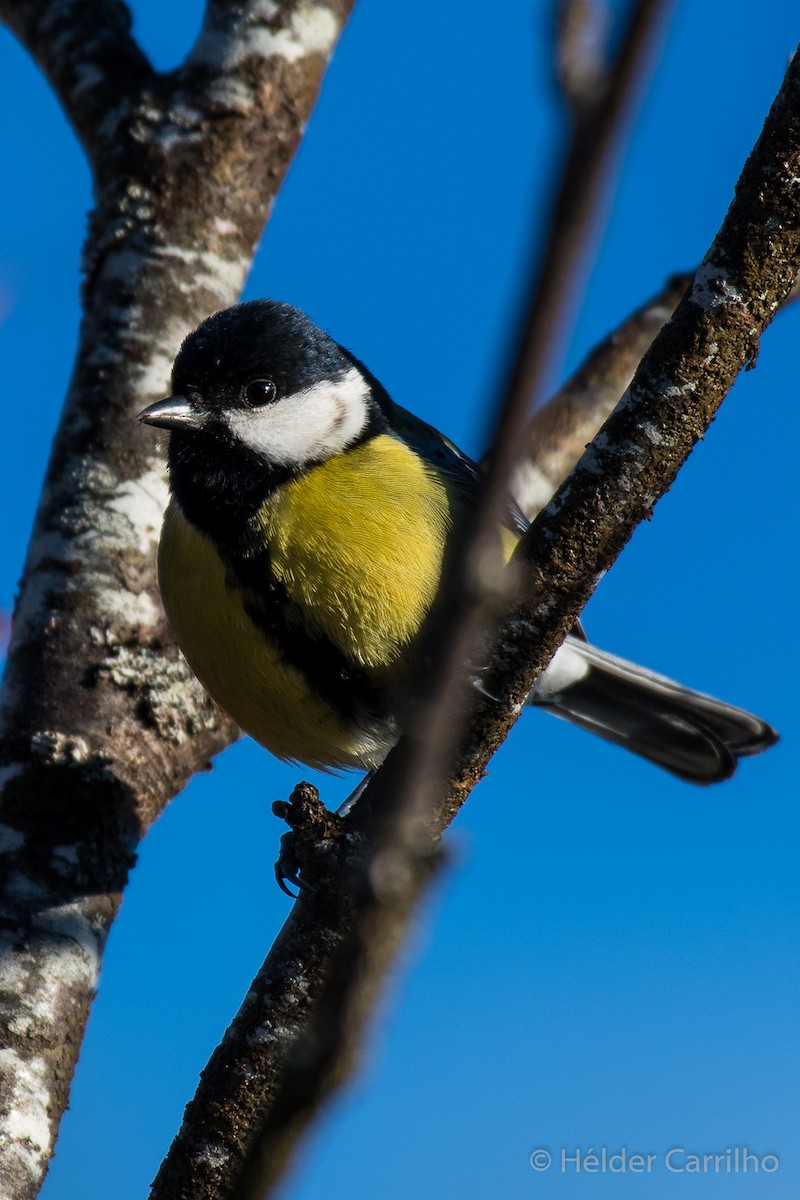 Great Tit - ML646010760
