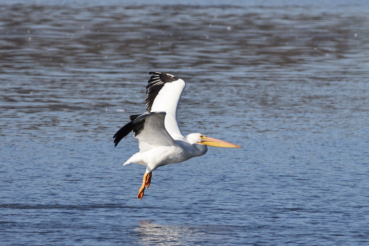 American White Pelican - ML646010761