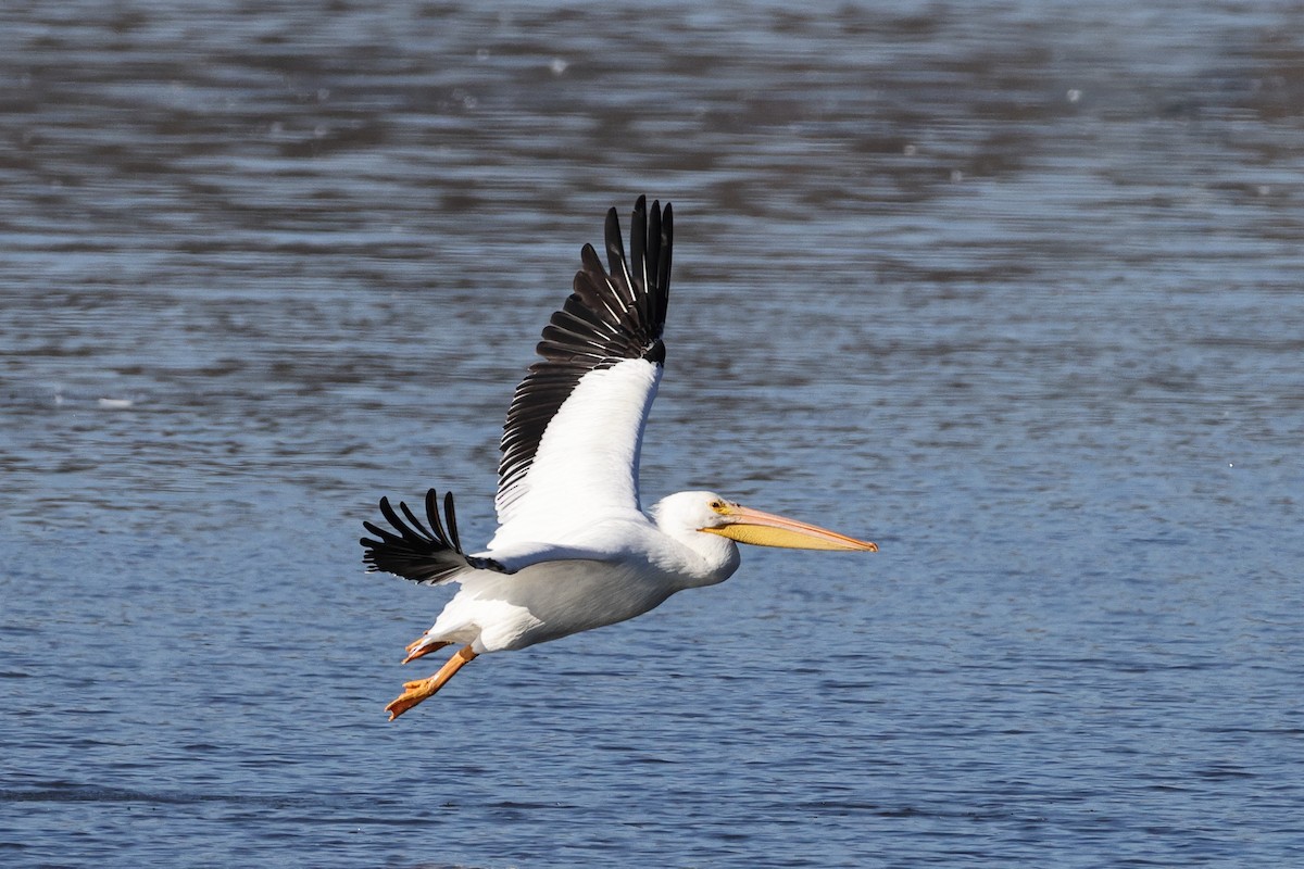 American White Pelican - ML646010762