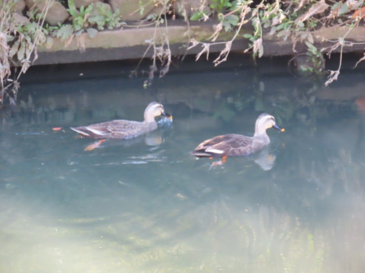 Eastern Spot-billed Duck - ML646010763