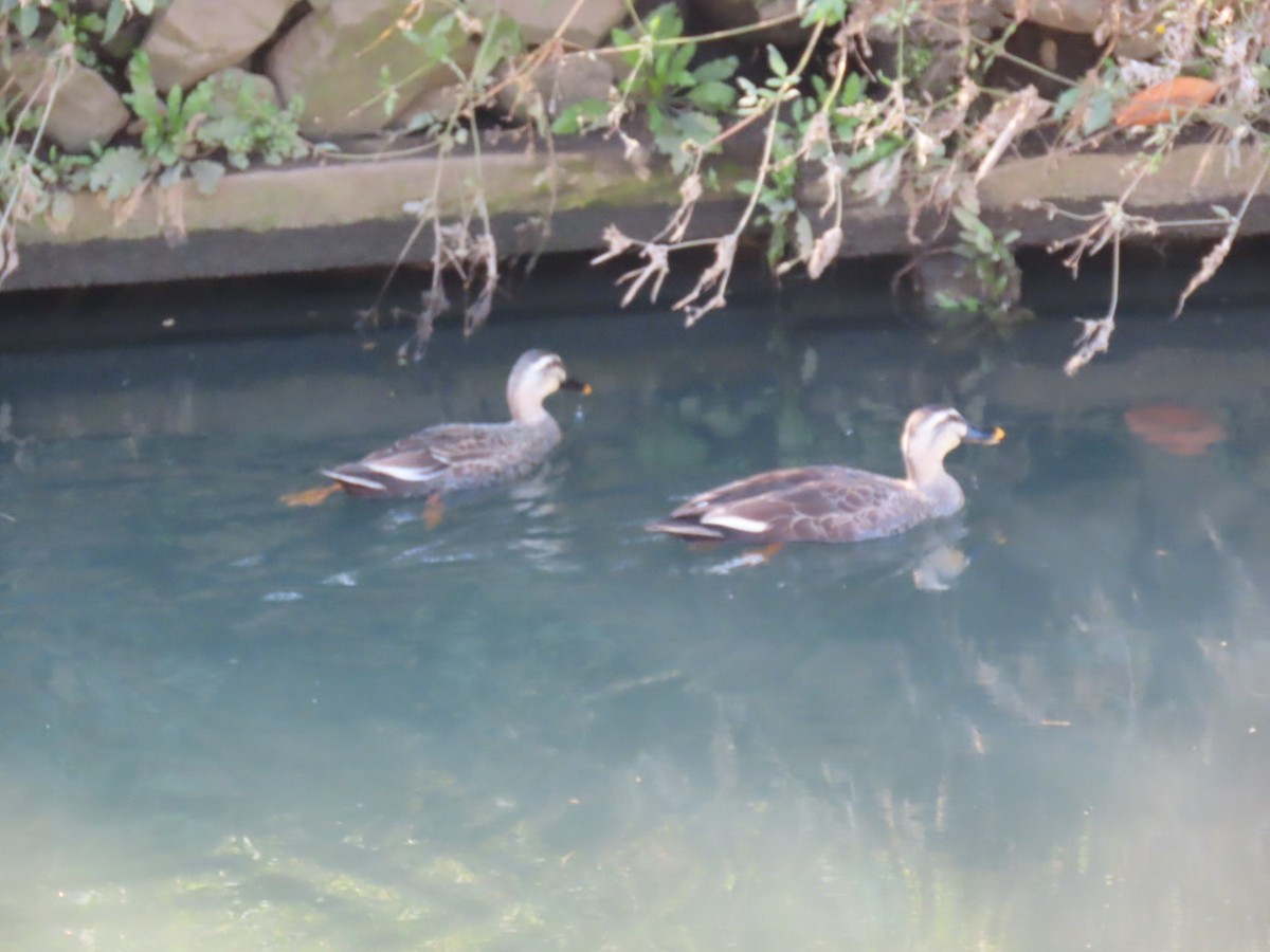Eastern Spot-billed Duck - ML646010764