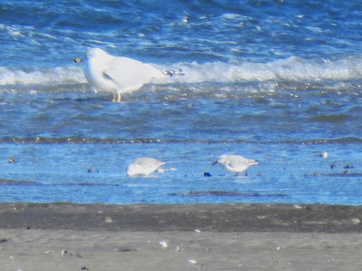 Sanderling - ML646010765