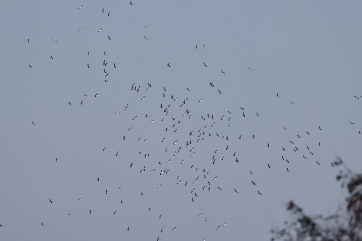 American White Pelican - ML646010766