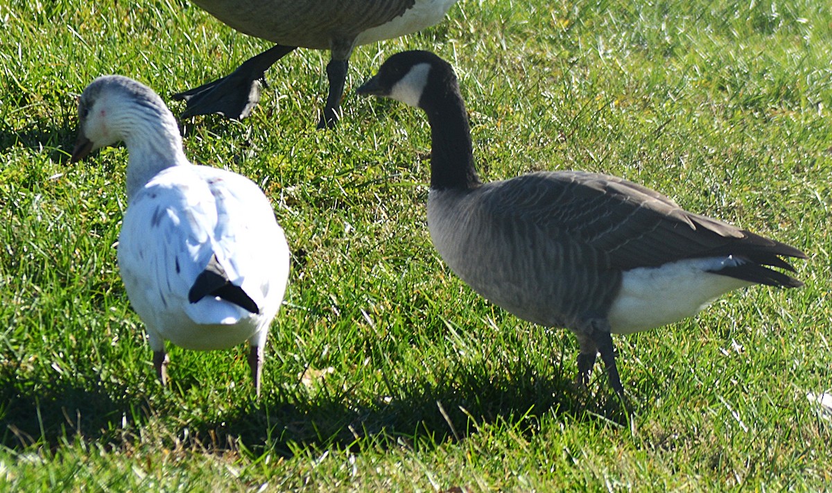 Cackling Goose - ML646010767