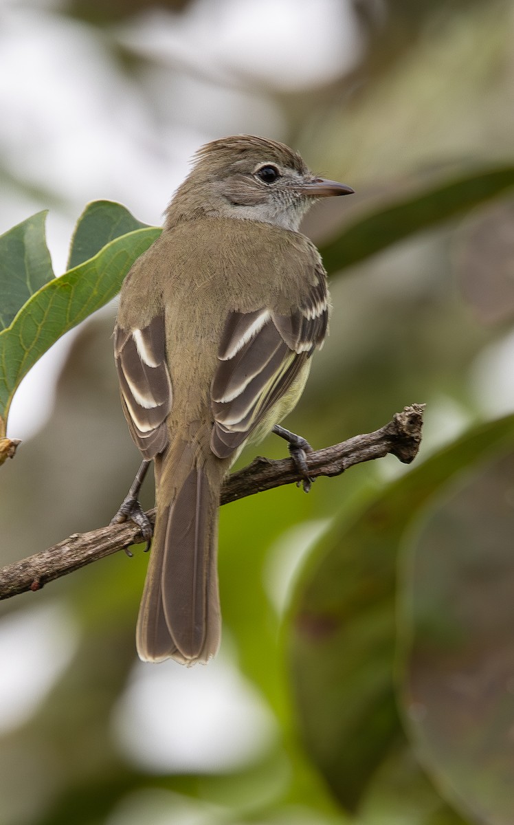 Yellow-bellied Elaenia - ML646010768