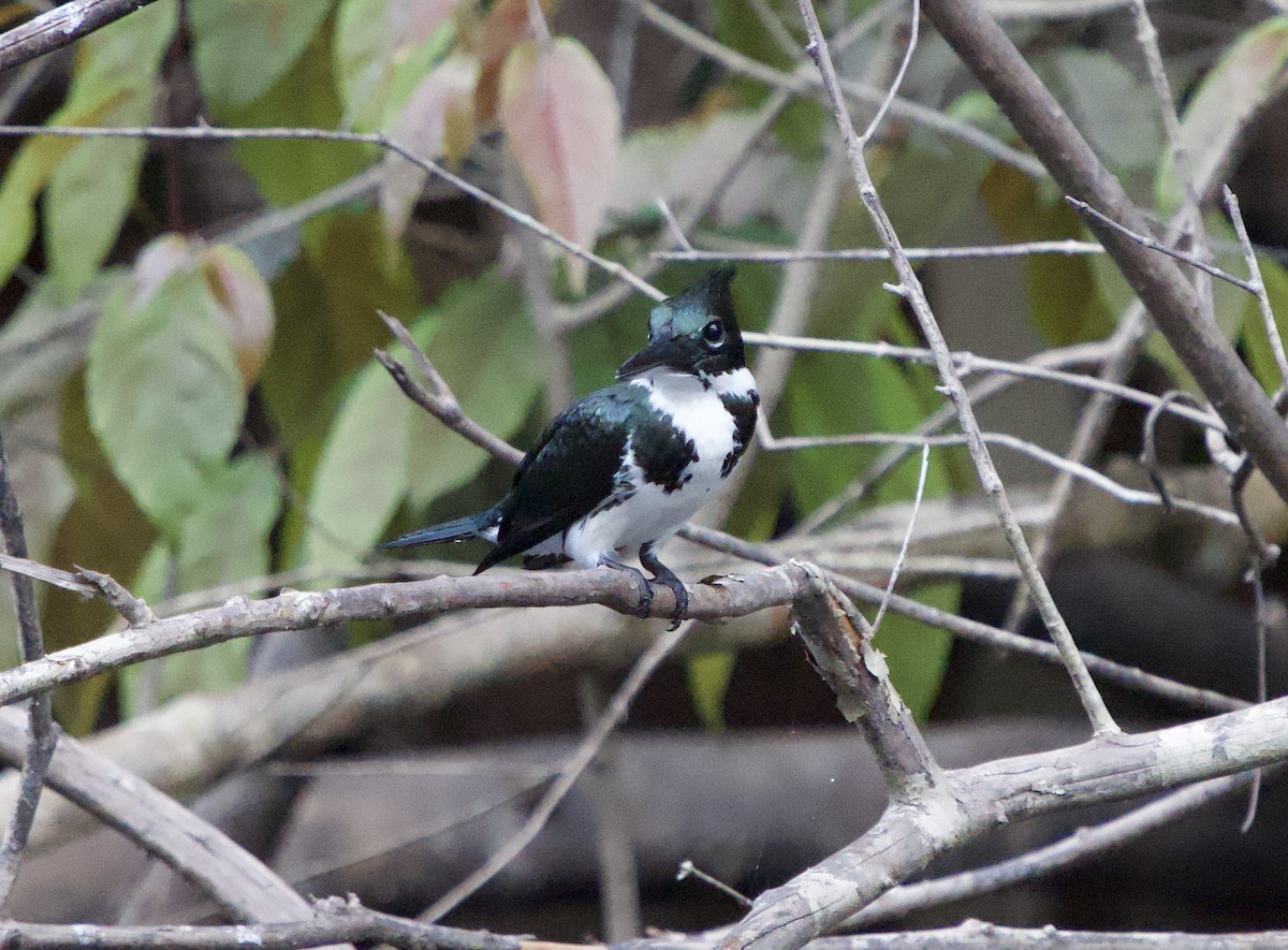 Green Kingfisher - ML646010769